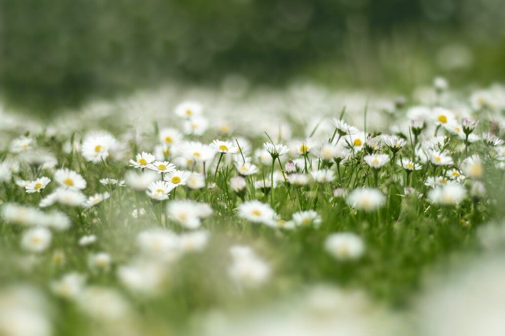 flower meadow, daisy, nature-4999277.jpg