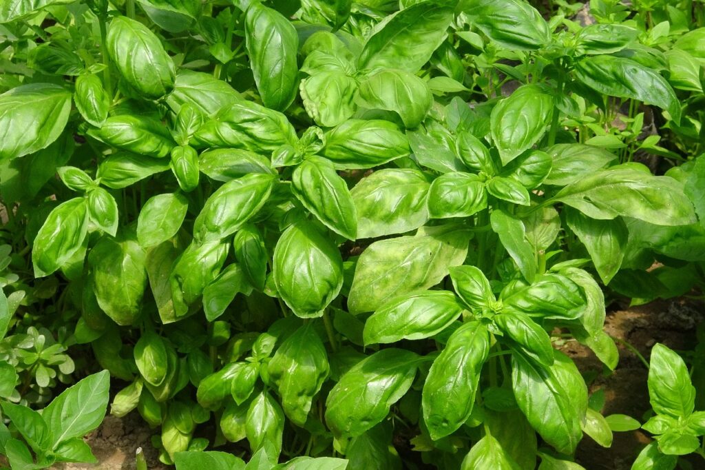 basil, herb, organic-917999.jpg