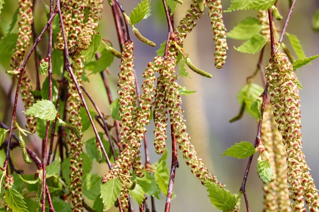 birch, catkins, blossom-4125390.jpg