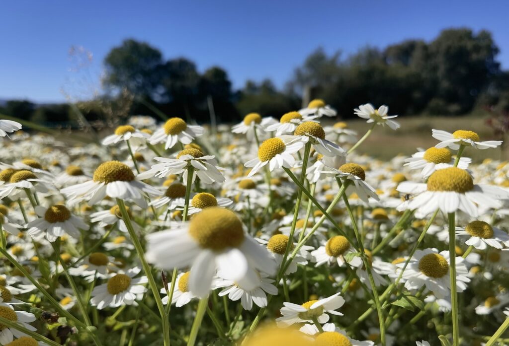 feverfew, tanacetum parthenium, daisy family-7418538.jpg