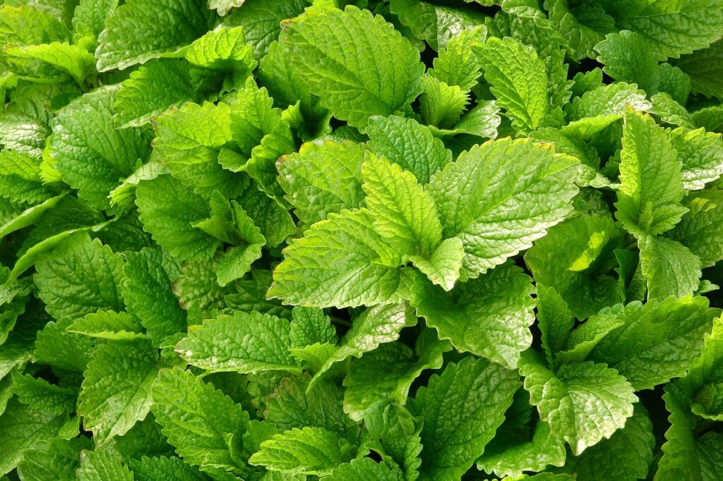 lemon balm, medical, melissa officinalis-2370812.jpg