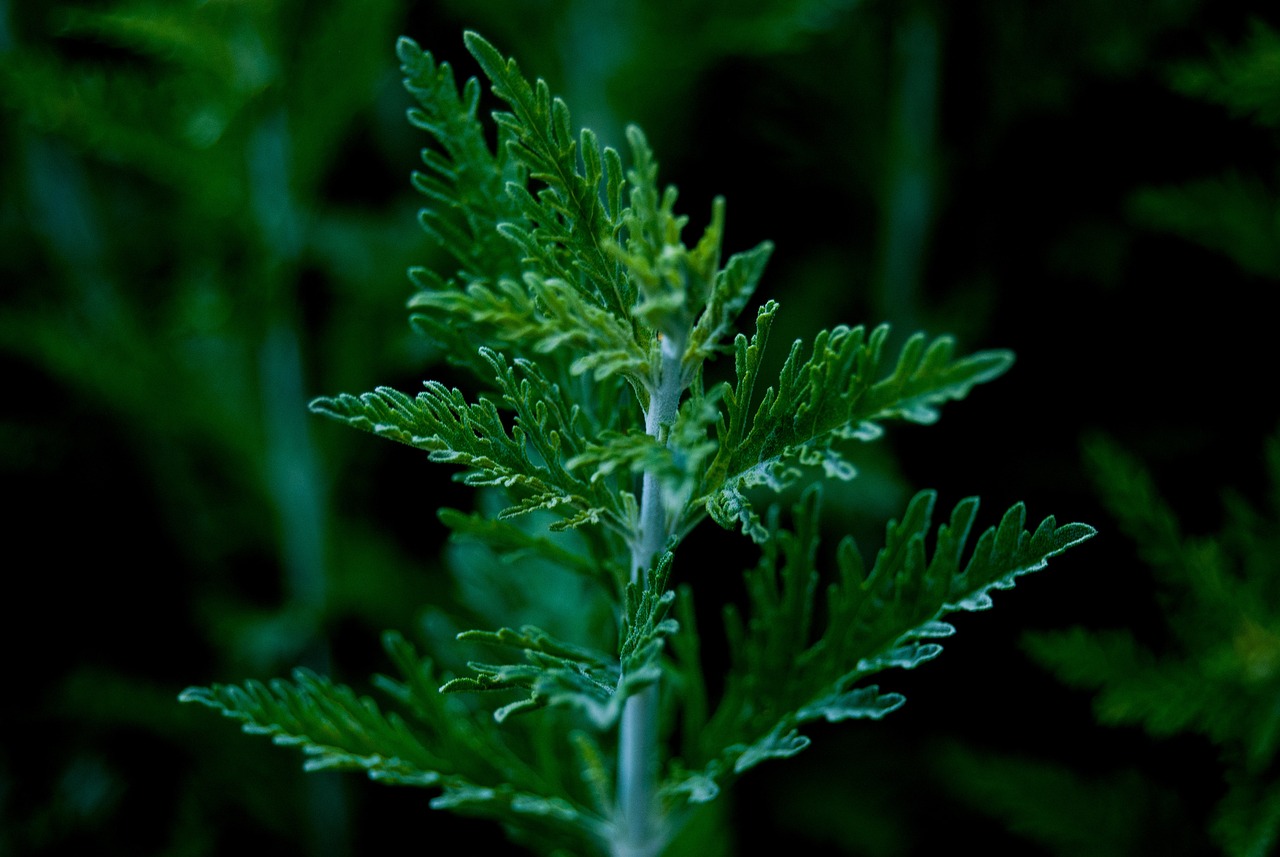 mugwort, plant, leaves-6347384.jpg