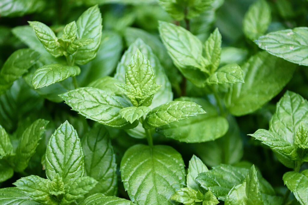 peppermint, mentha, leaves-4487398.jpg