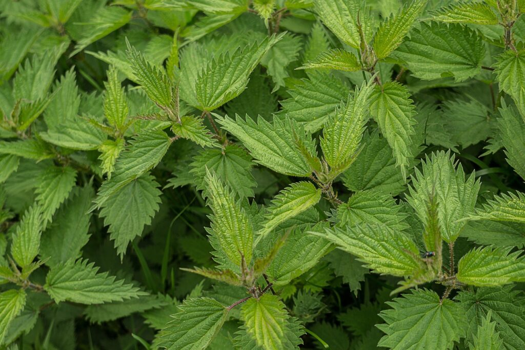 plant, nettle, natural product-1348068.jpg