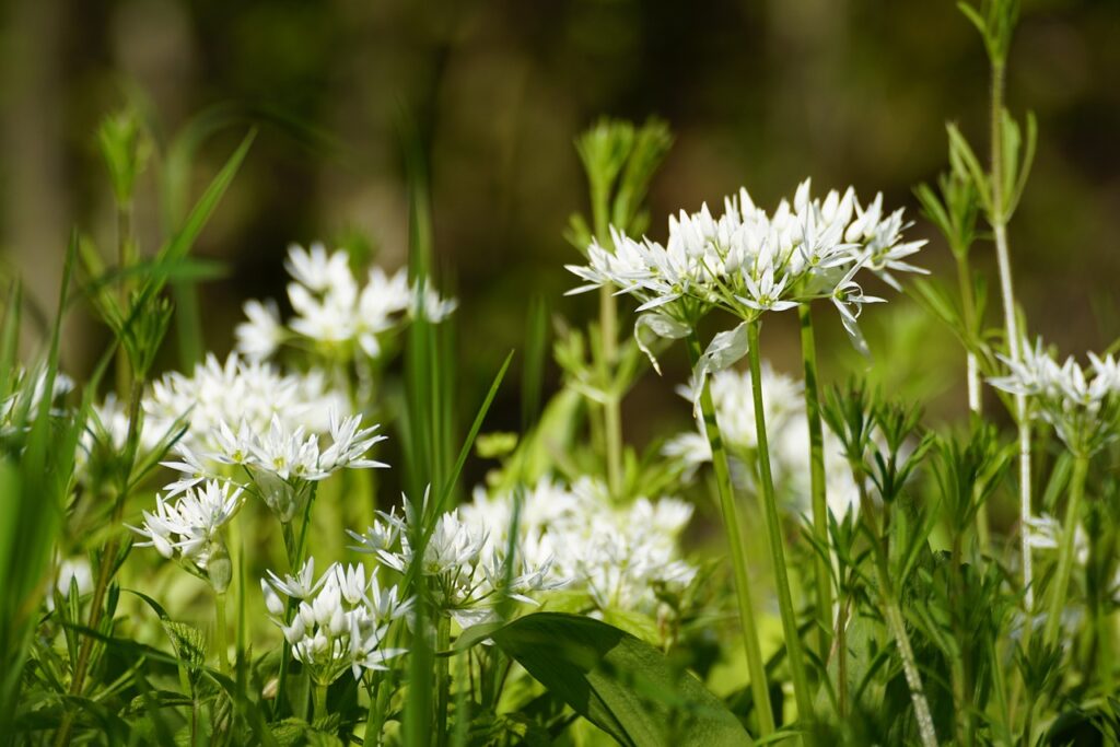 ramsons, flowers, flower wallpaper-7144876.jpg