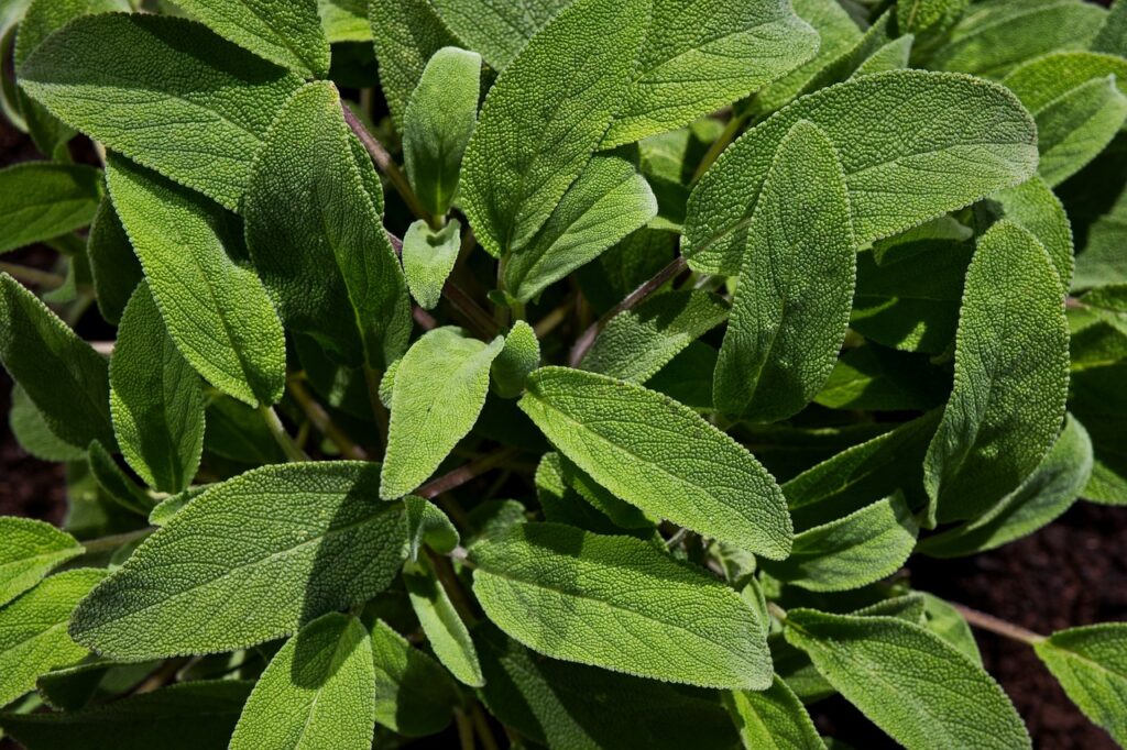 sage, plant, herbs-5056221.jpg