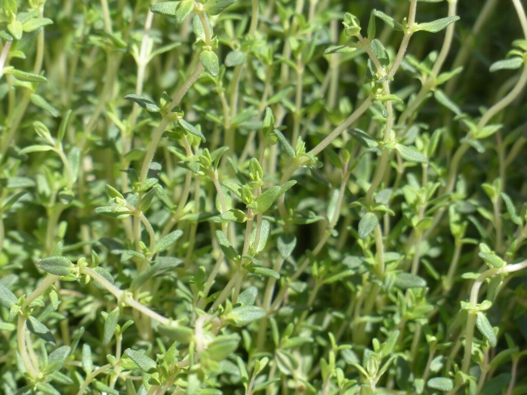 thyme, real thyme, culinary herbs-115349.jpg