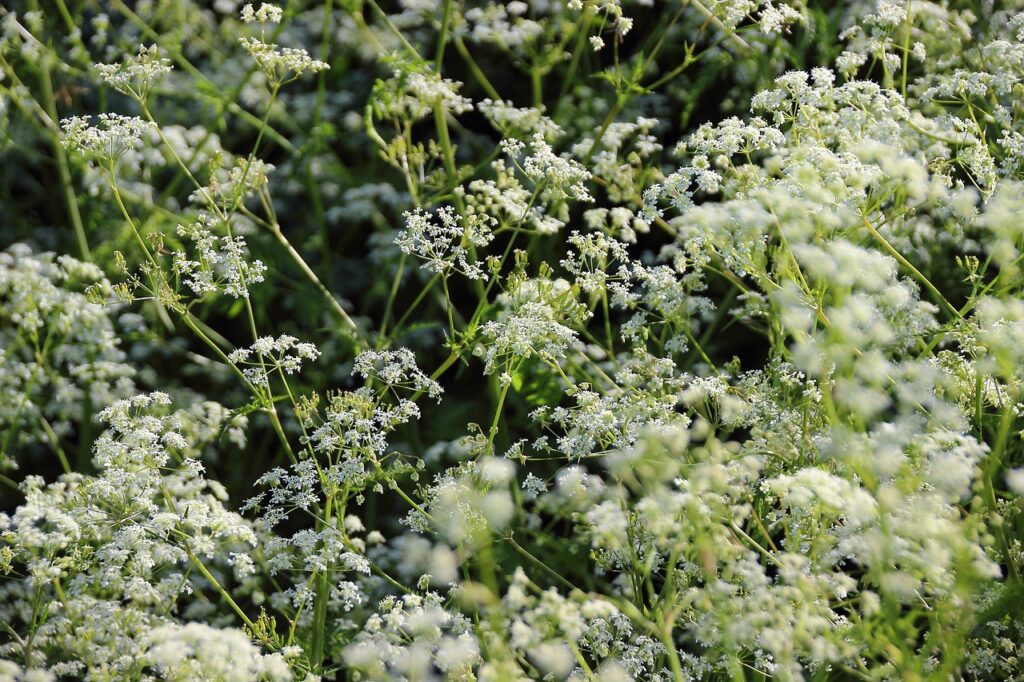 yarrow, flower, beautiful flowers-350381.jpg