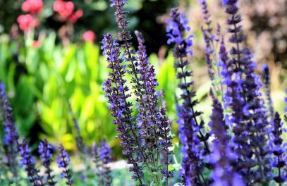 flowers, lavenders, purple flowers-1108813.jpg